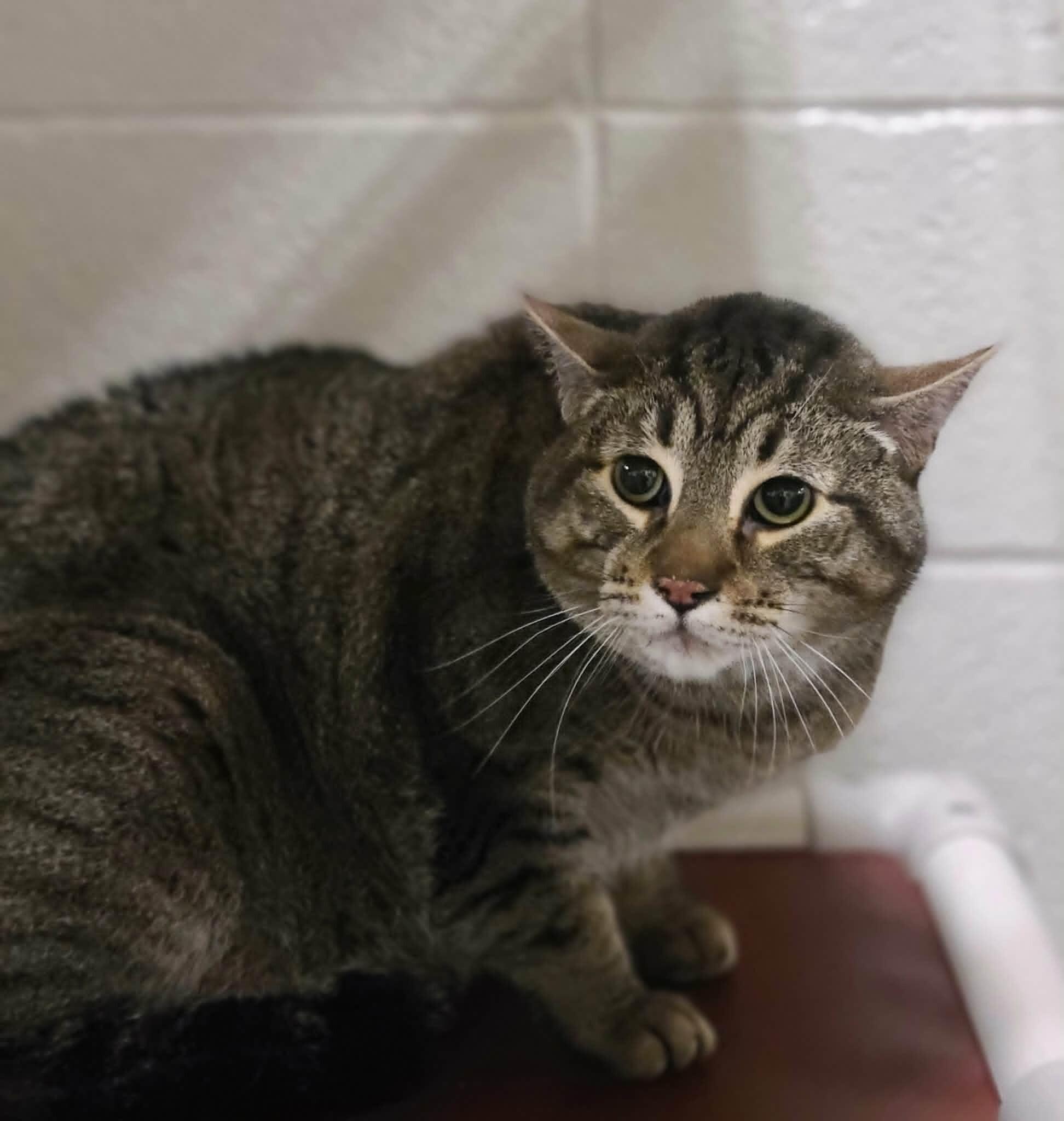 Enlarge Olifur, a Adoptable Domestic Short Hair in Fruit Heights, UT image 3/5