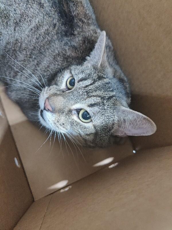 Enlarge Olifur, a Adoptable Domestic Short Hair in Fruit Heights, UT image 4/5