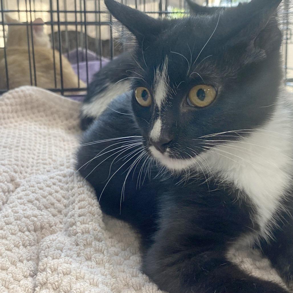 Enlarge Thunderbolt, a Adoptable Domestic Short Hair in Potomac, MD image 1/2