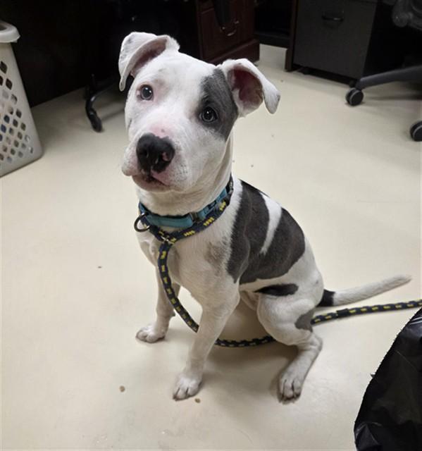Enlarge PERIWINKLE, a Adoptable Pit Bull Terrier in Aliquippa, PA image 1/1