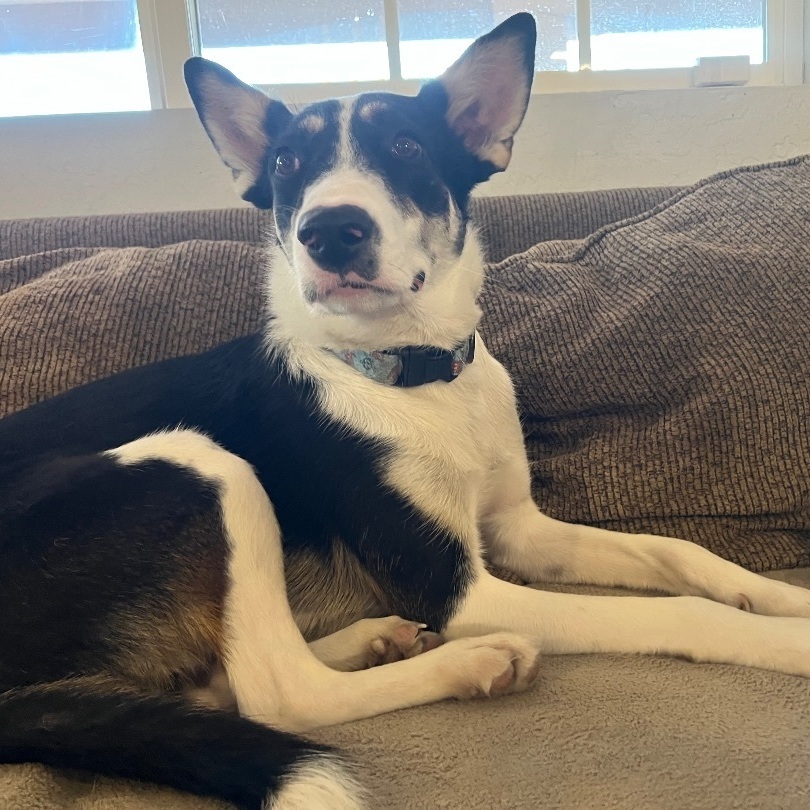 Mulligan "Mully", a Adoptable mixed breed in Phoenix, AZ image 4/6