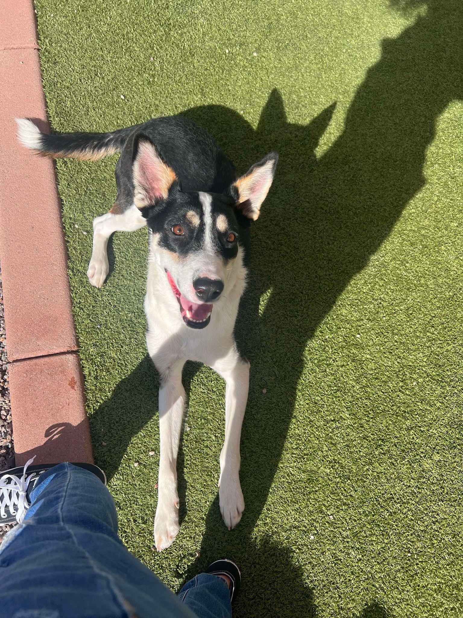 Mulligan "Mully", a Adoptable mixed breed in Phoenix, AZ image 2/6