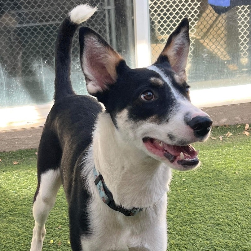 Mulligan "Mully", a Adoptable mixed breed in Phoenix, AZ image 3/6