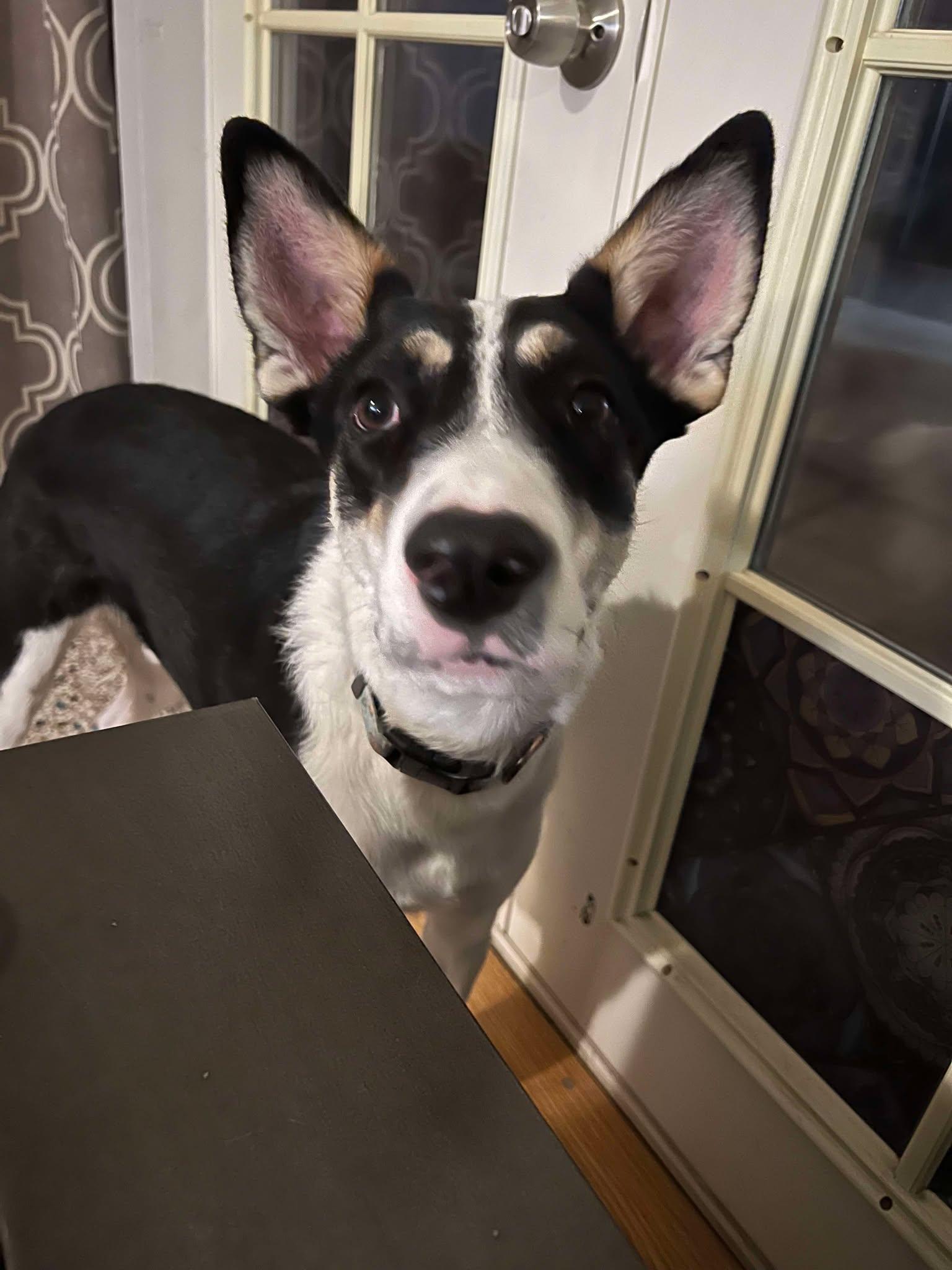 Mulligan "Mully", a Adoptable mixed breed in Phoenix, AZ image 6/6