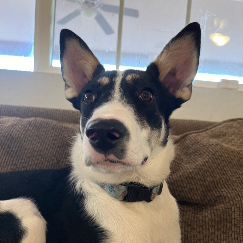 Mulligan "Mully", Young Male Border Collie