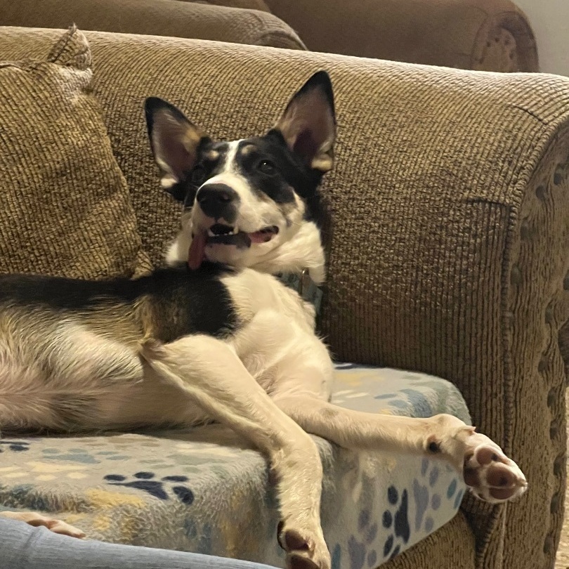 Mulligan "Mully", a Adoptable mixed breed in Phoenix, AZ image 5/6