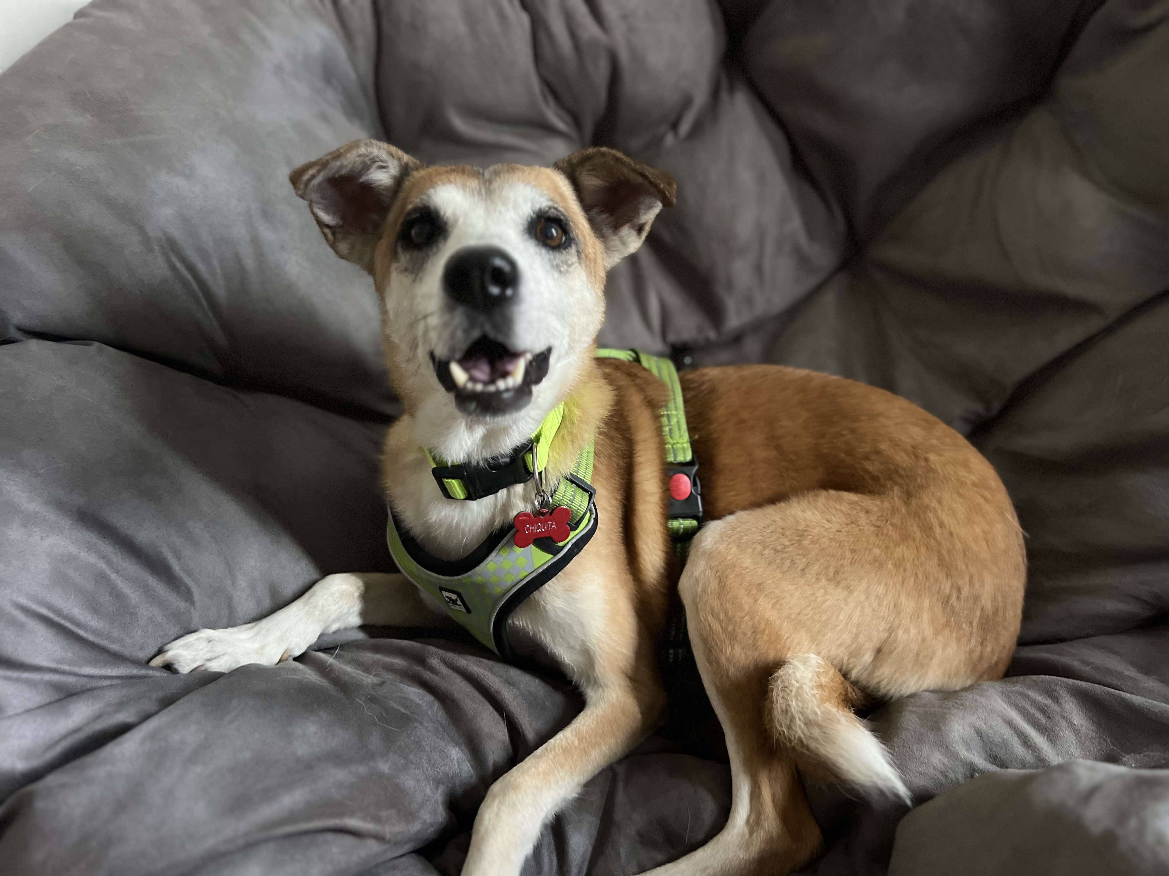 Chiquita, adopted, Adult Female Carolina Dog.