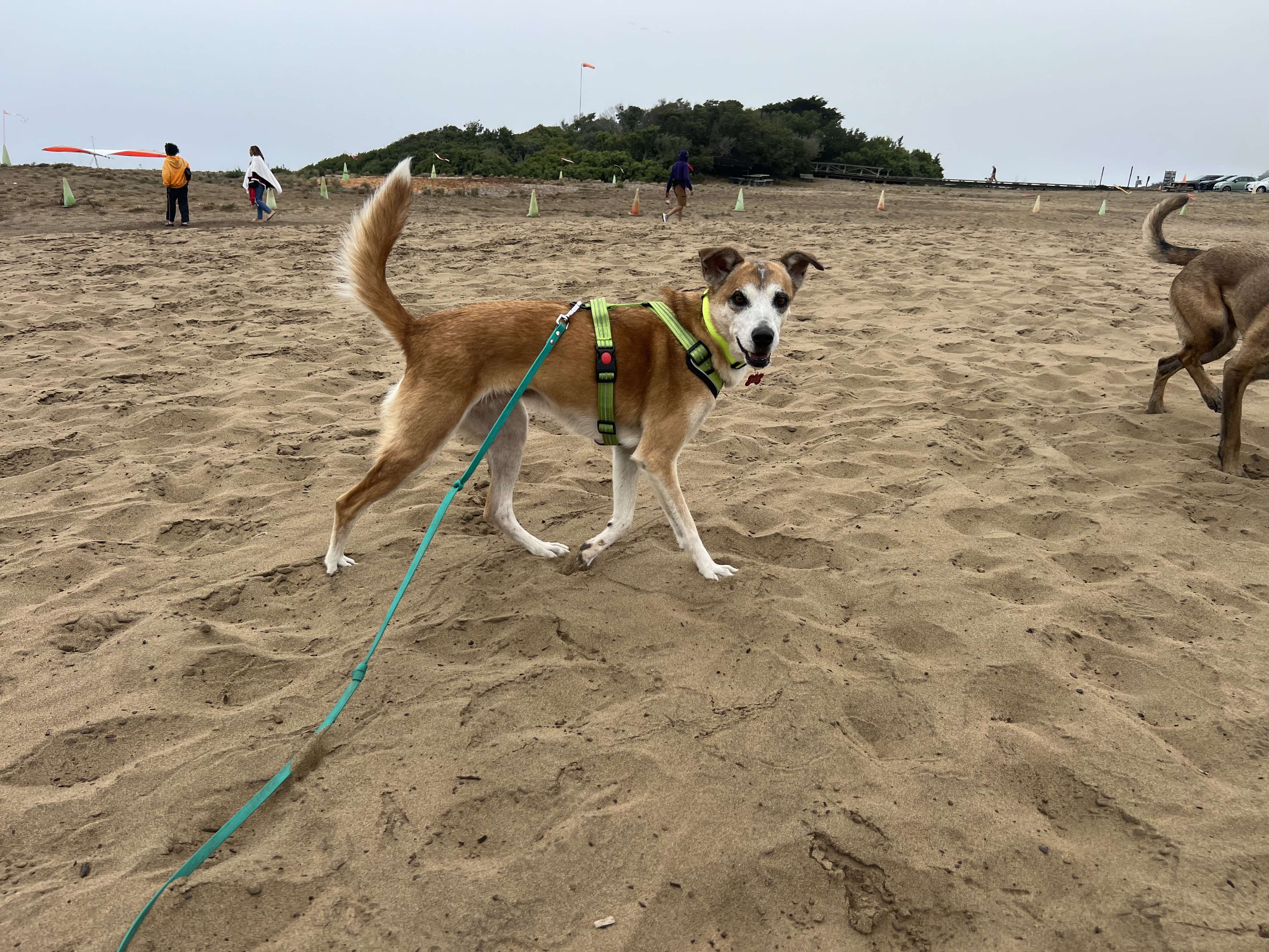 Enlarge Chiquita, an adopted Carolina Dog in San Francisco, CA image 6/7