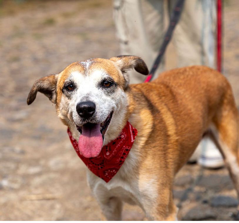 Enlarge Chiquita, an adopted Carolina Dog in San Francisco, CA image 3/7