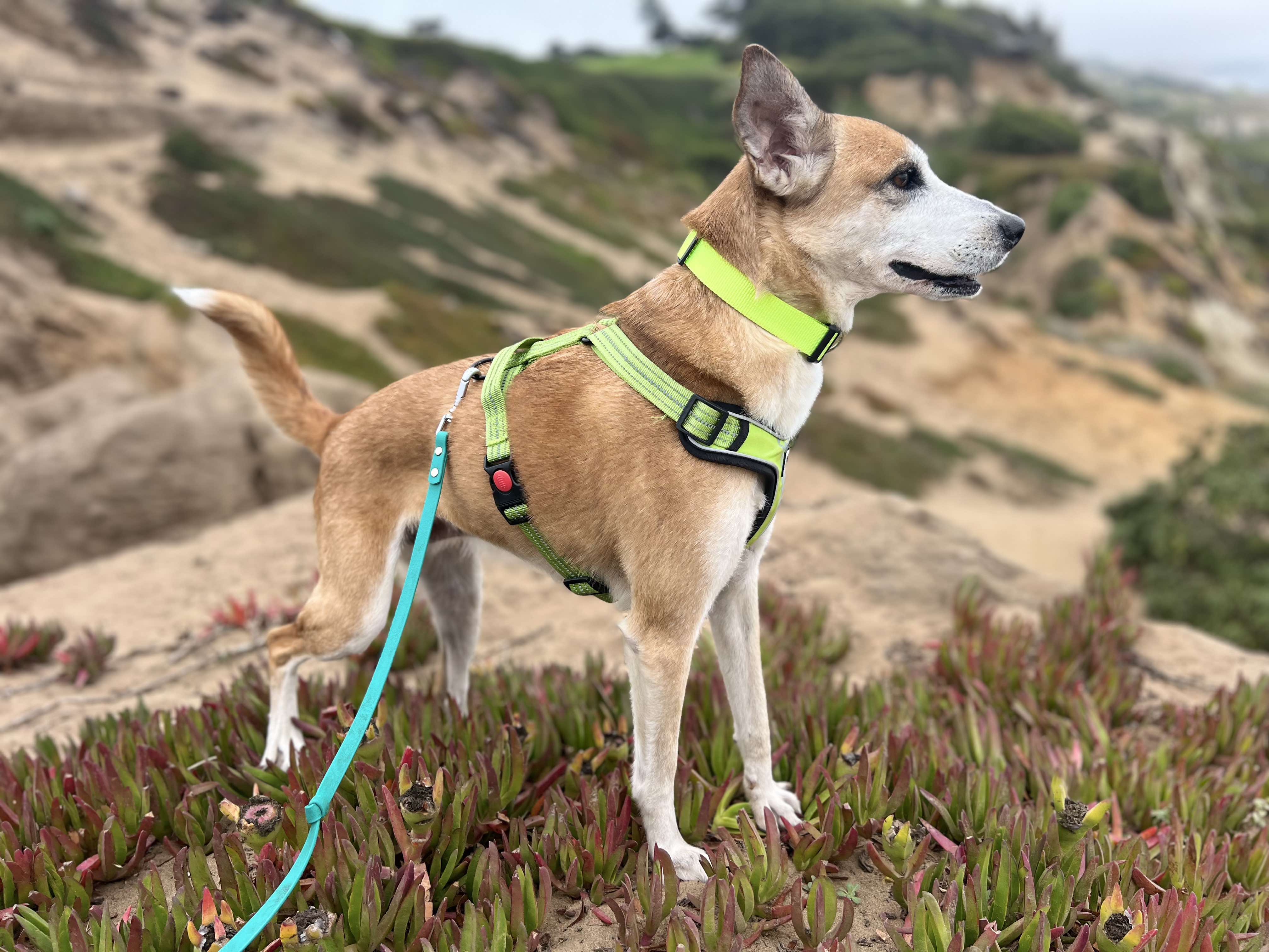 Enlarge Chiquita, an adopted Carolina Dog in San Francisco, CA image 4/7