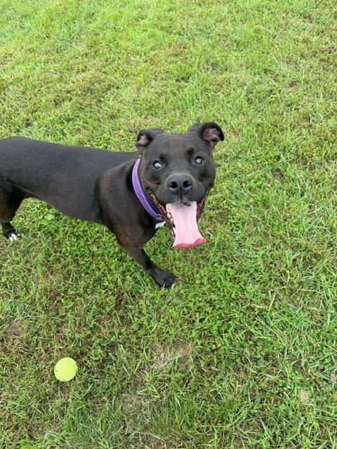 Enlarge Midnight, a Adoptable mixed breed in Augusta, WV image 2/3