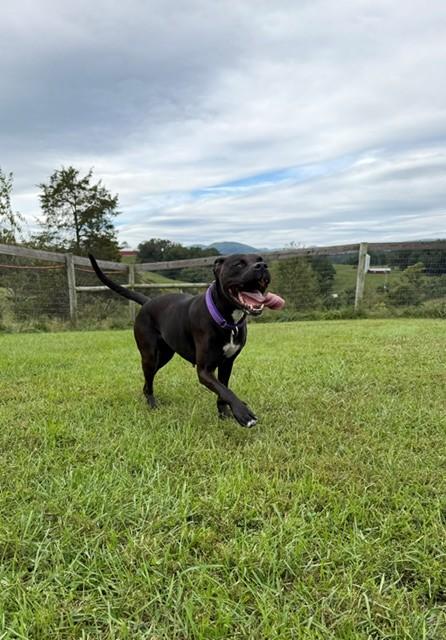 Enlarge Midnight, a Adoptable mixed breed in Augusta, WV image 3/3