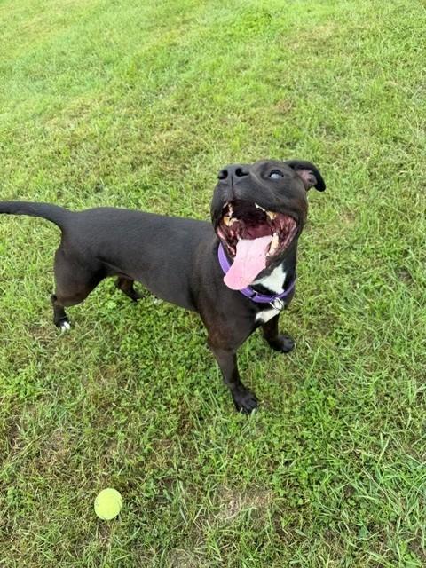 Midnight, Adoptable, Adult Female Labrador Retriever & Pit Bull Terrier.