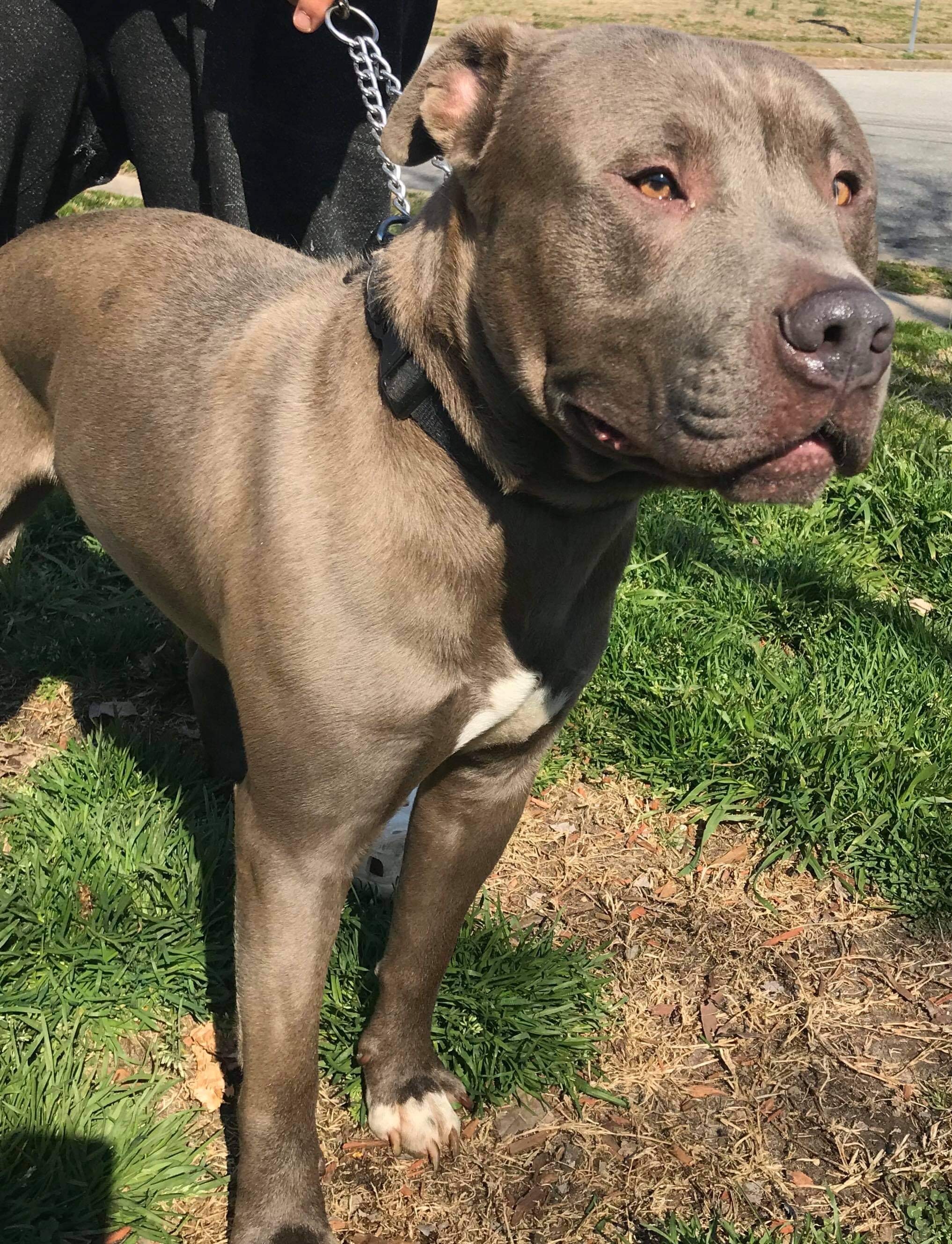 Blue, a Adoptable mixed breed in Virginia Beach, VA image 4/6