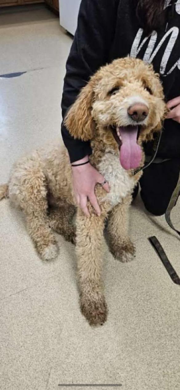 Enlarge Teddy, a ADOPTABLE Goldendoodle in Lincoln University, PA image 1/1