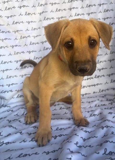Mercy, Adoptable, Puppy Female Labrador Retriever & Mixed Breed.