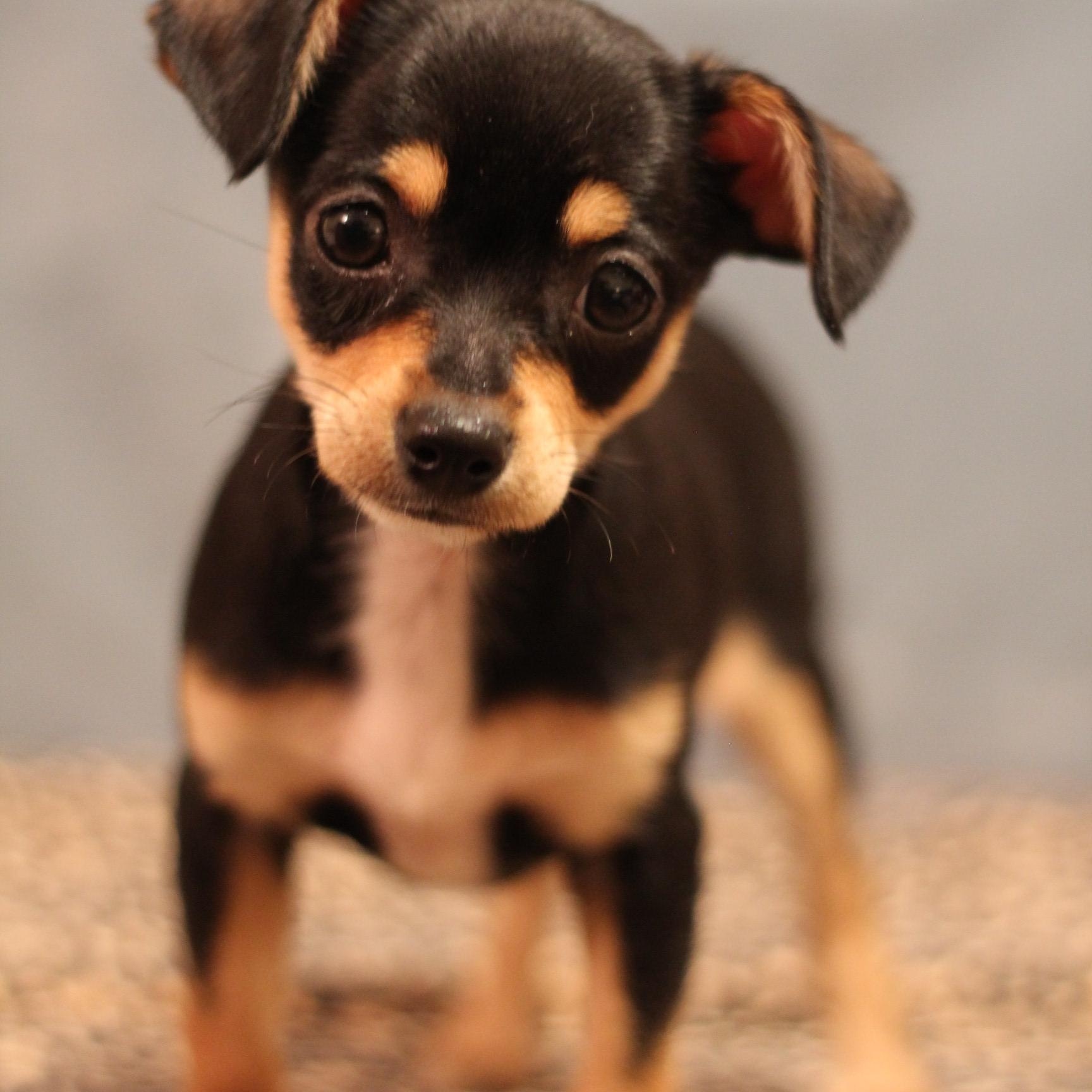 Bippity, adoptable, Puppy Female Chihuahua.