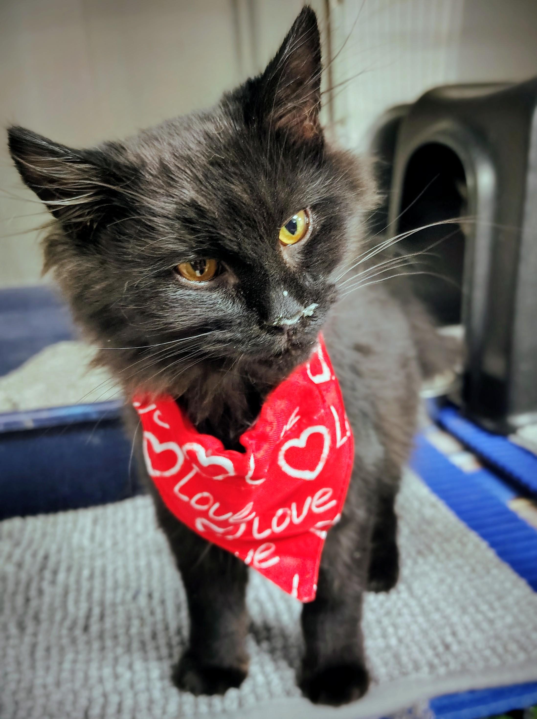 Enlarge Cider, a ADOPTABLE Domestic Long Hair in Richmond, MO image 1/1