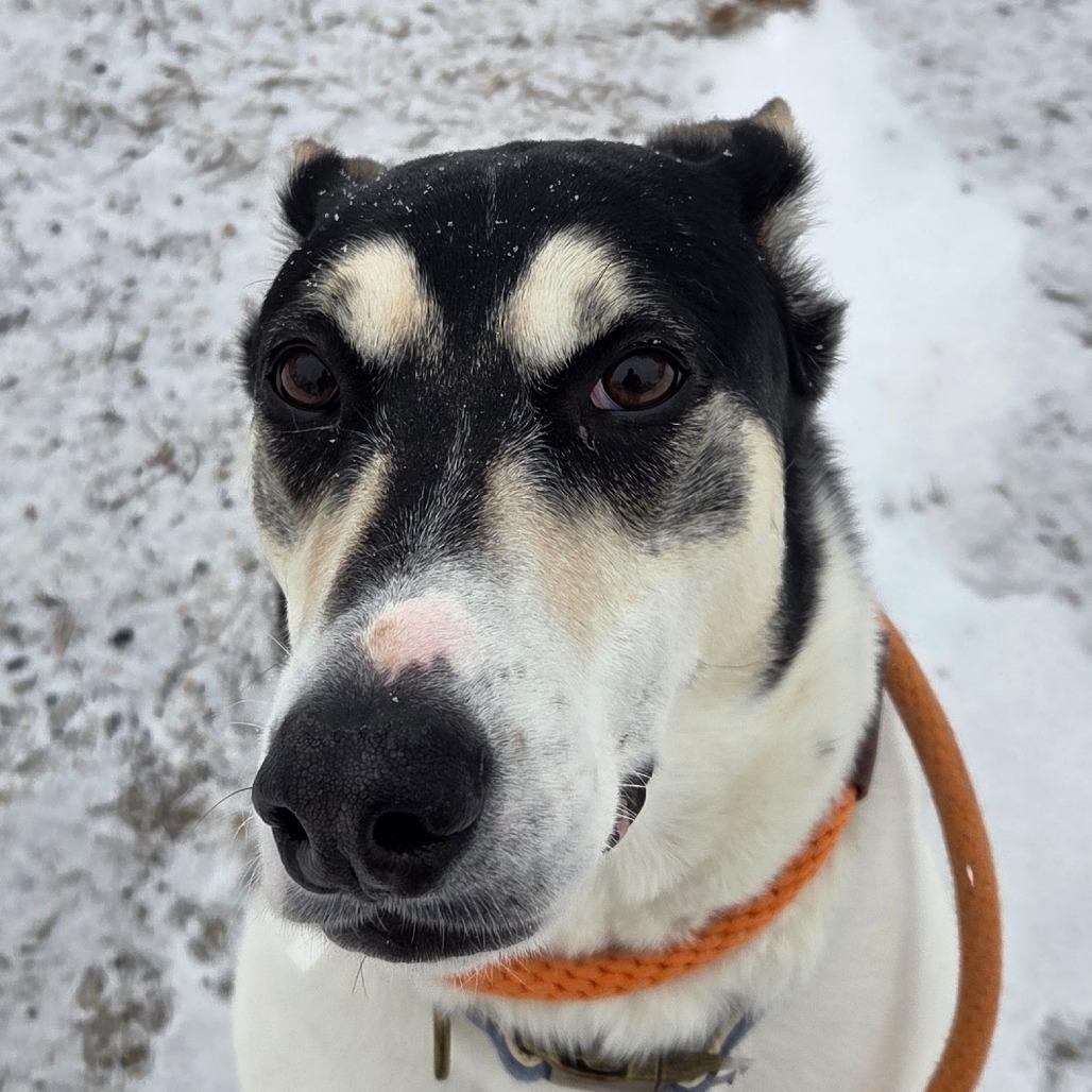 Nova, a Adoptable Mixed Breed in Kennebunk, ME image 1/6