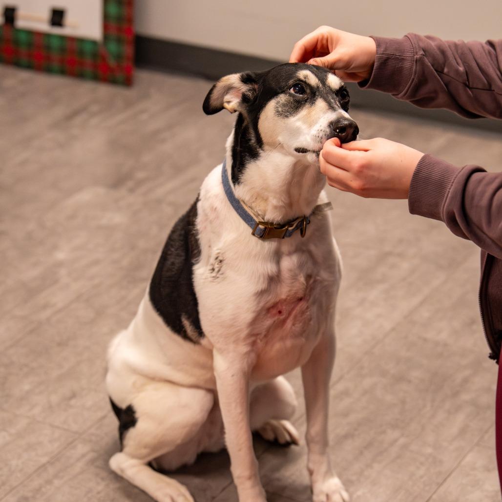Nova, a Adoptable Mixed Breed in Kennebunk, ME image 2/6