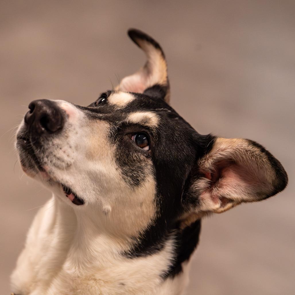 Nova, a Adoptable Mixed Breed in Kennebunk, ME image 3/6