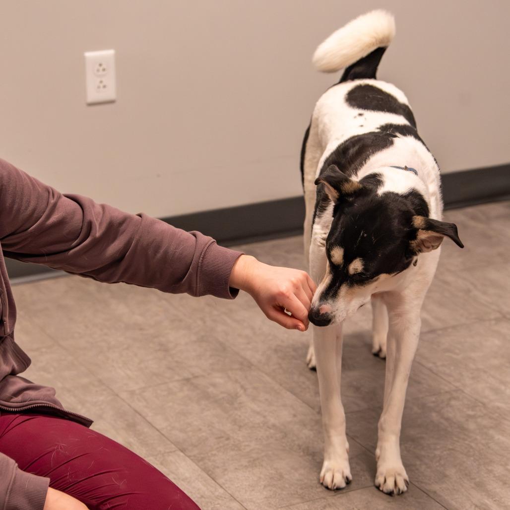 Nova, a Adoptable Mixed Breed in Kennebunk, ME image 4/6