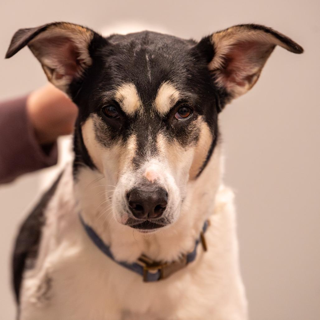 Nova, a Adoptable Mixed Breed in Kennebunk, ME image 5/6