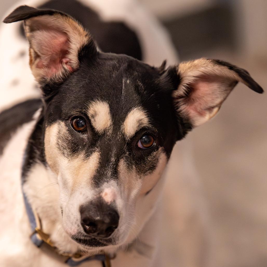 Nova, a Adoptable Mixed Breed in Kennebunk, ME image 6/6