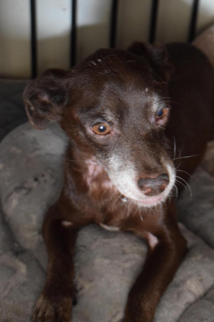 Enlarge Jake (Mister) (Mr Kite), a Adoptable mixed breed in Pahrump, NV image 1/1
