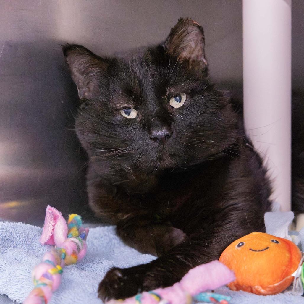 Enlarge Carl, a Adoptable Domestic Short Hair in Mentor, OH image 2/3