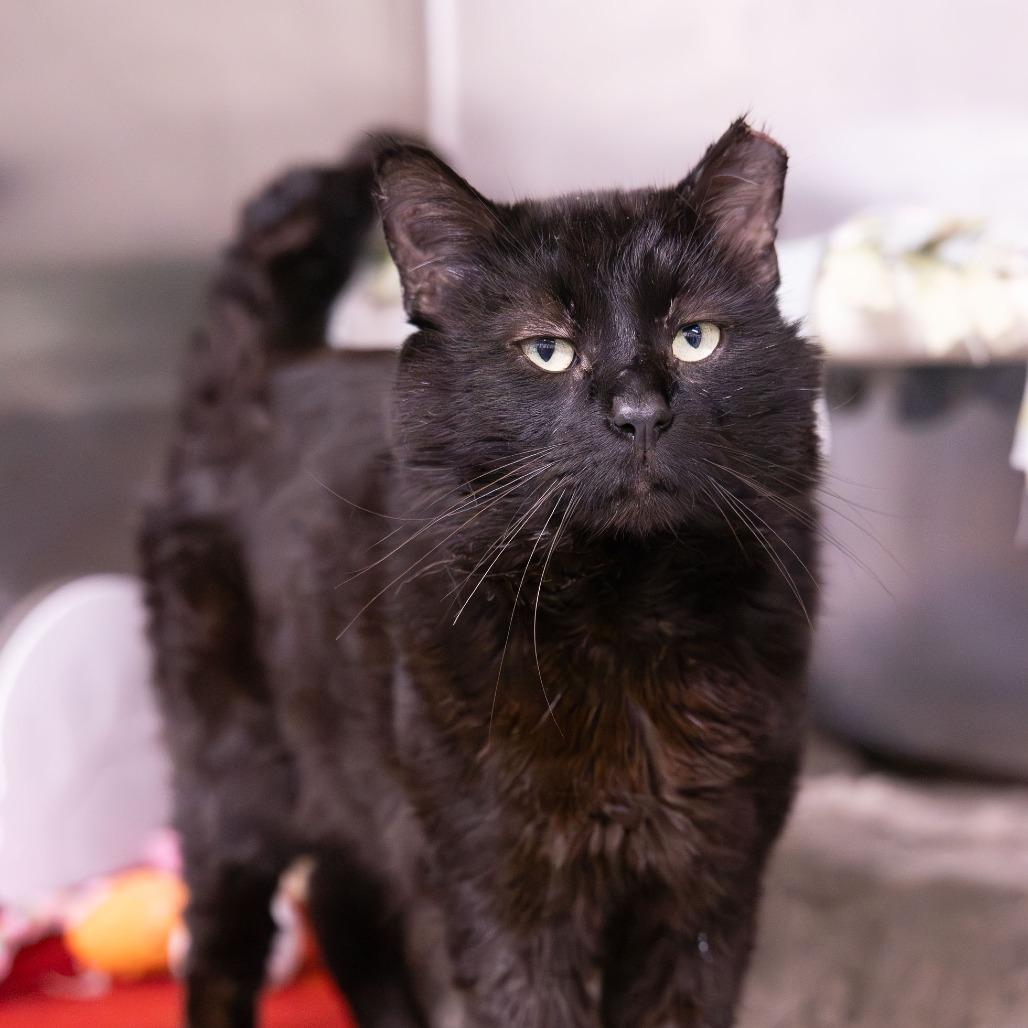 Enlarge Carl, a Adoptable Domestic Short Hair in Mentor, OH image 3/3