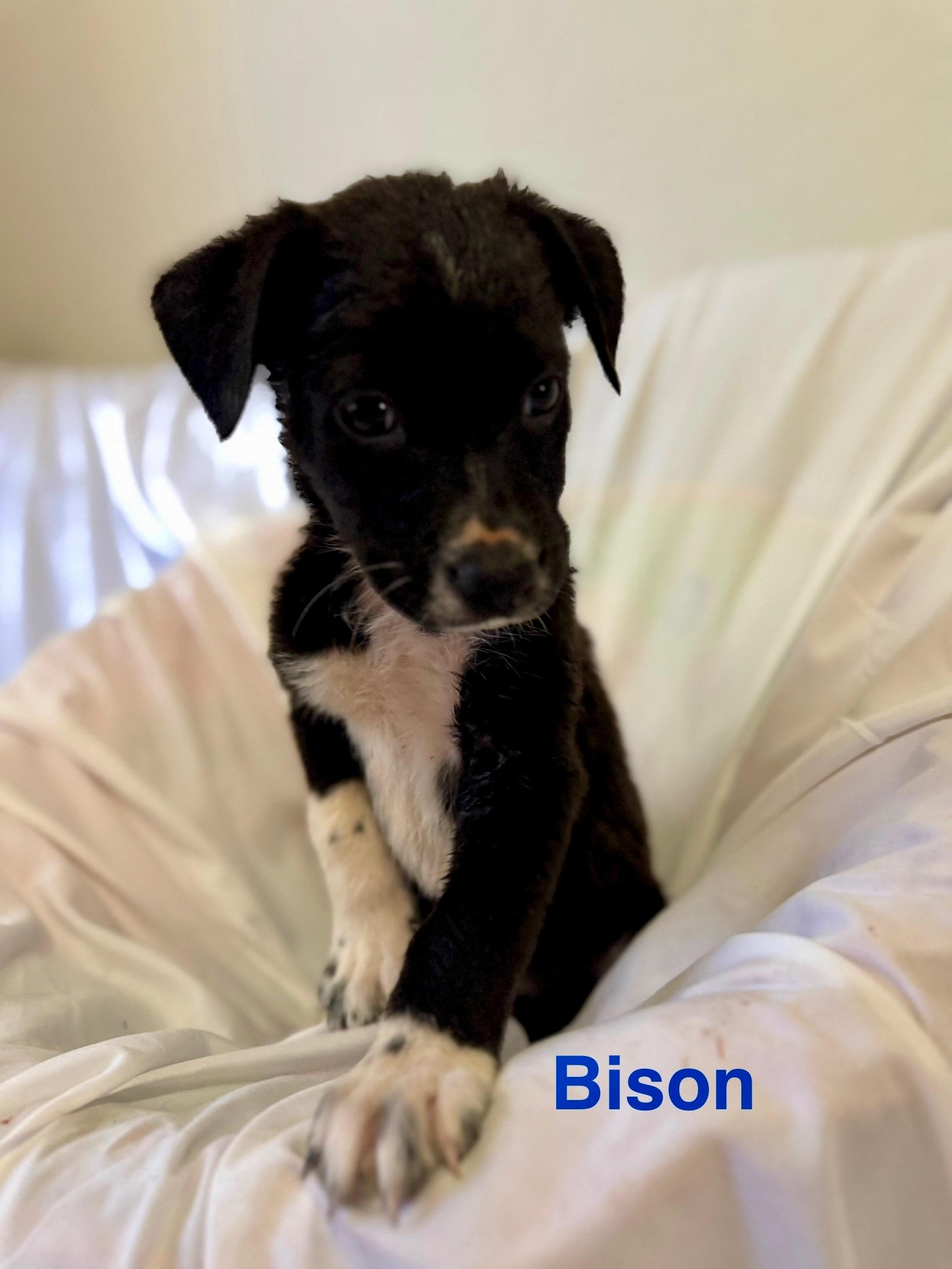 Bison 0125