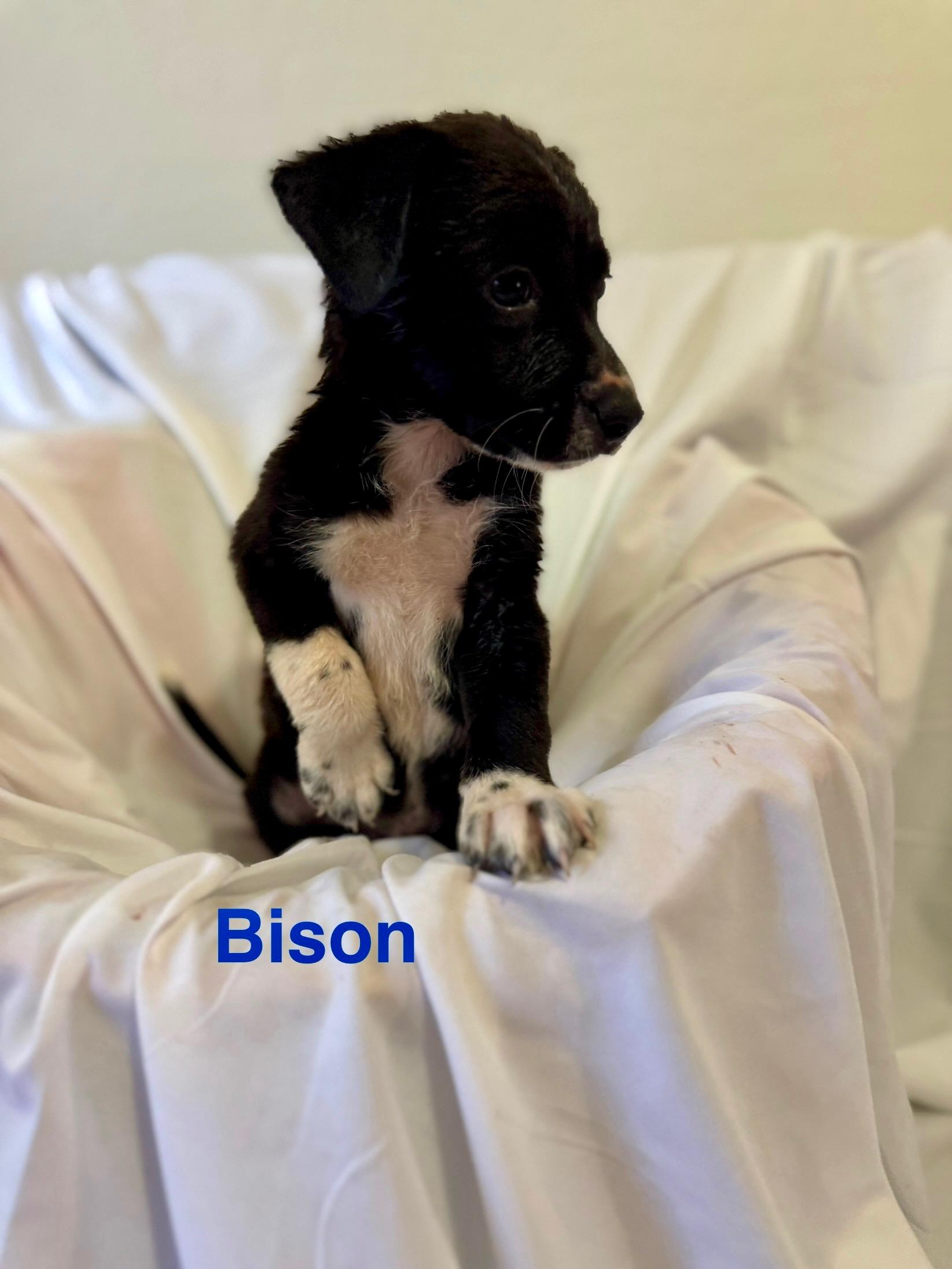 Bison 0125