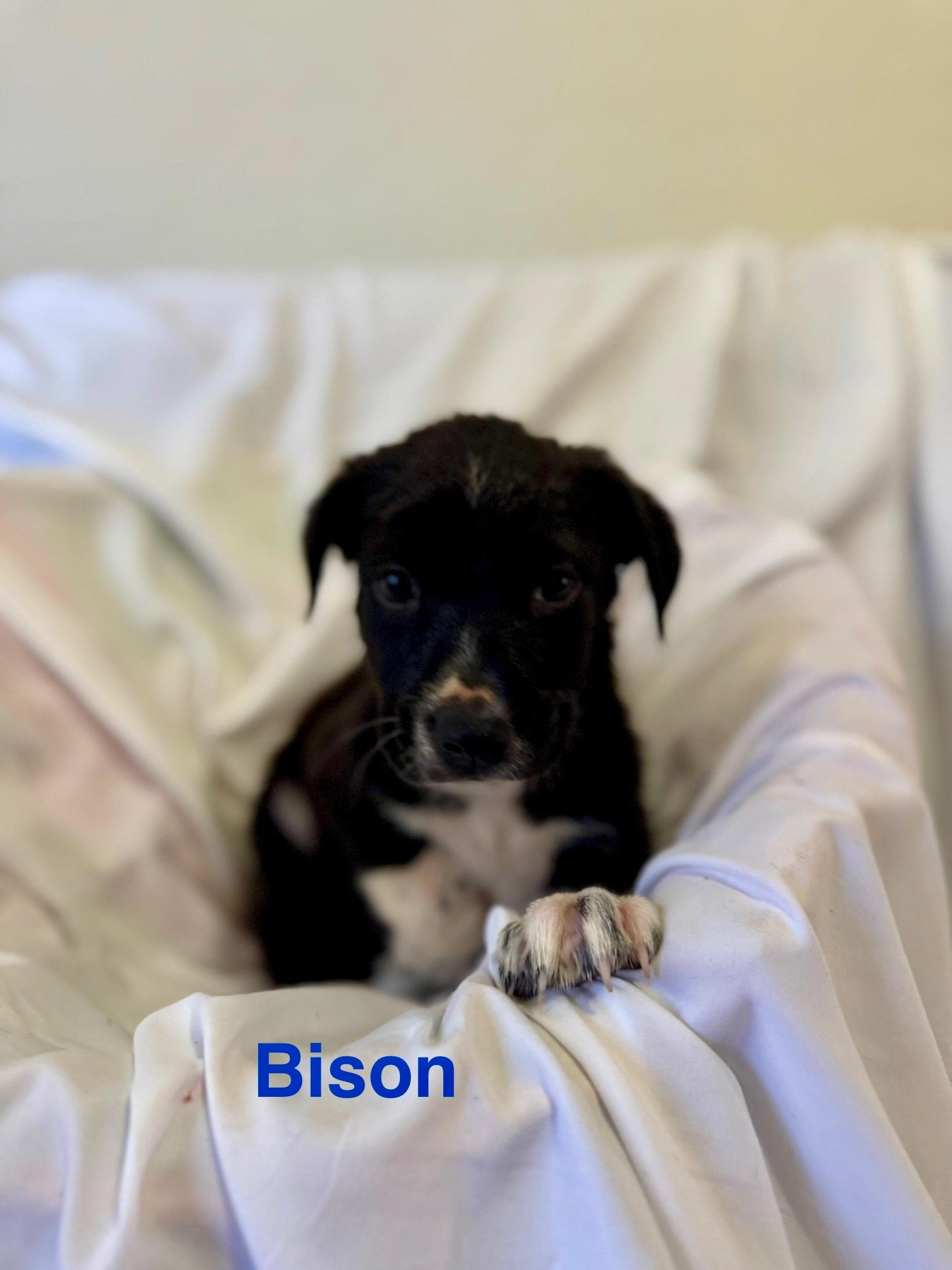 Bison 0125