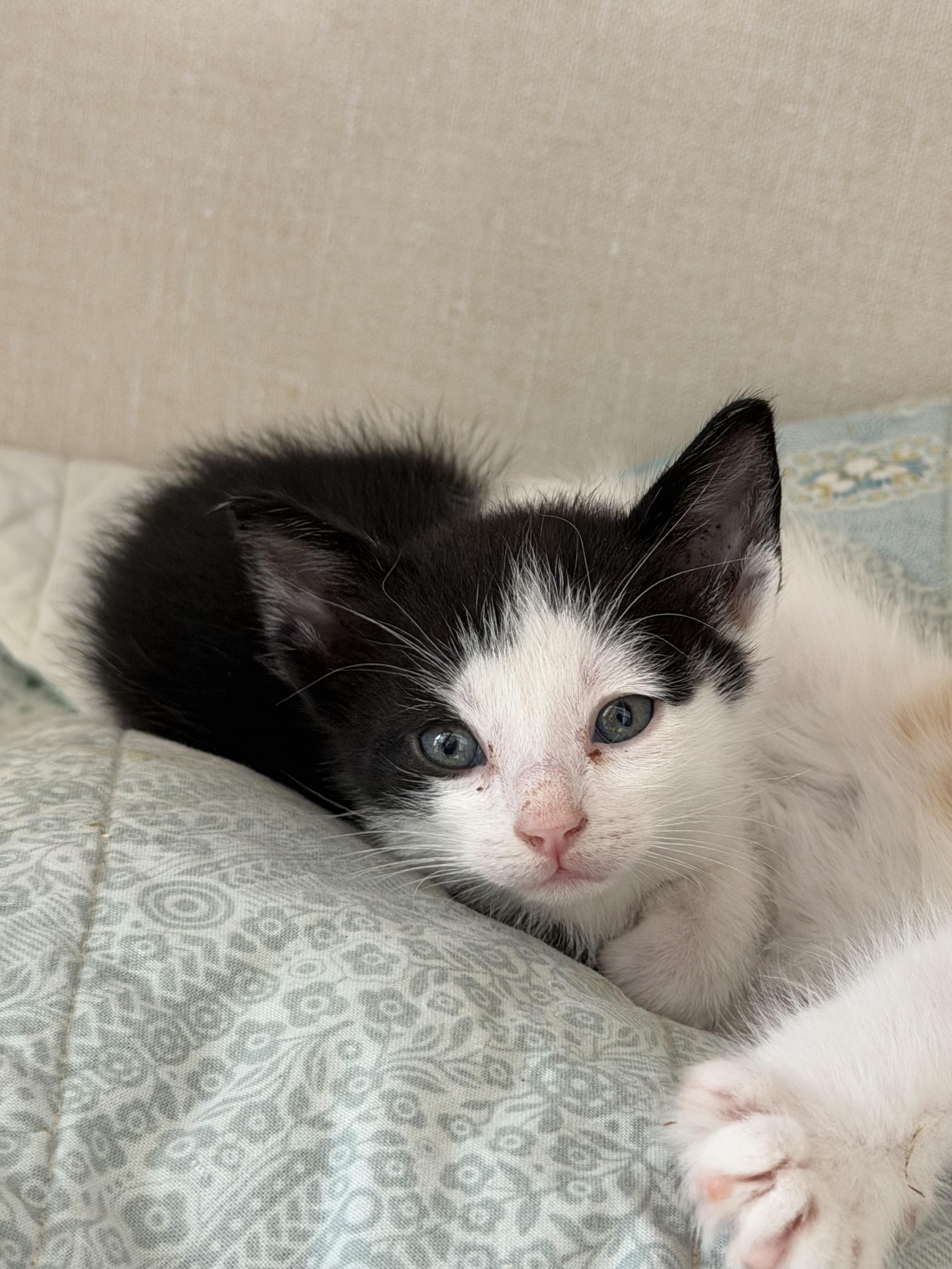 Atticus, Adoptable, Kitten Male Domestic Short Hair.