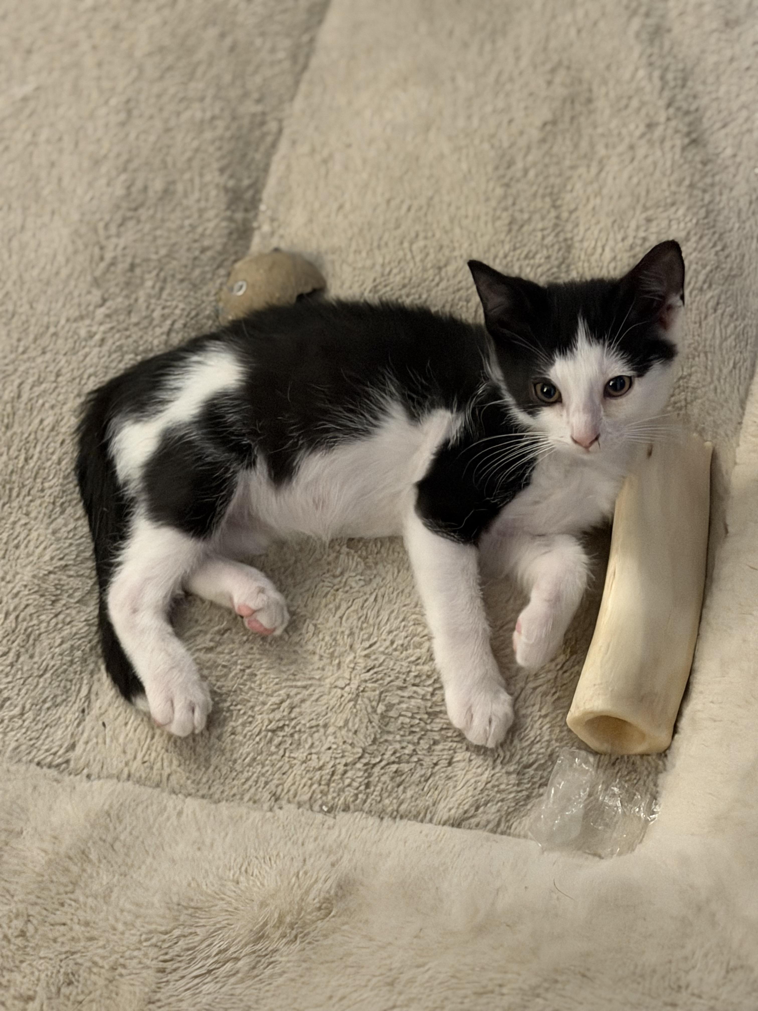 Enlarge Atticus, a Adoptable Domestic Short Hair in Steinbach, MB image 2/5