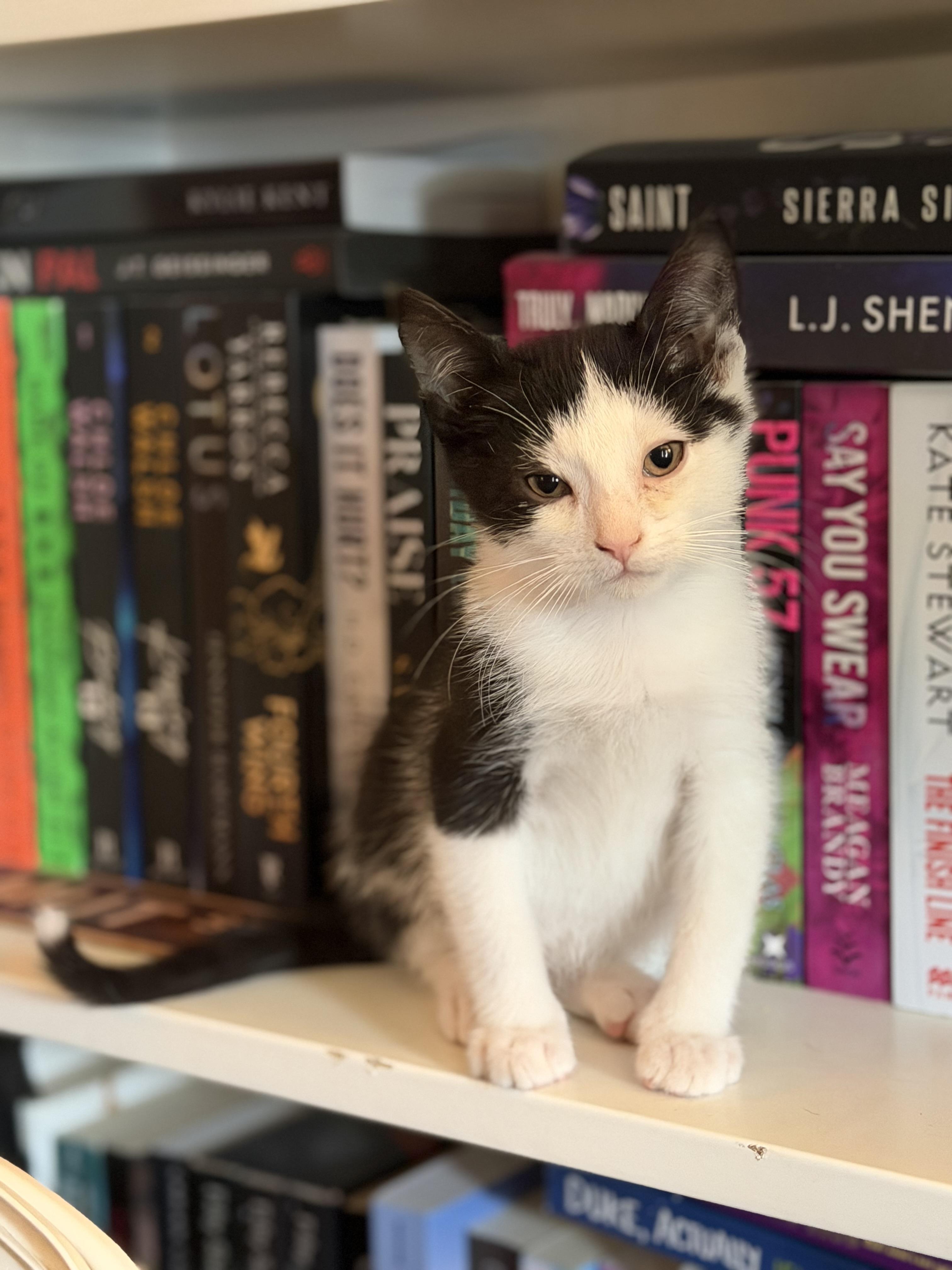 Enlarge Atticus, a Adoptable Domestic Short Hair in Steinbach, MB image 3/5