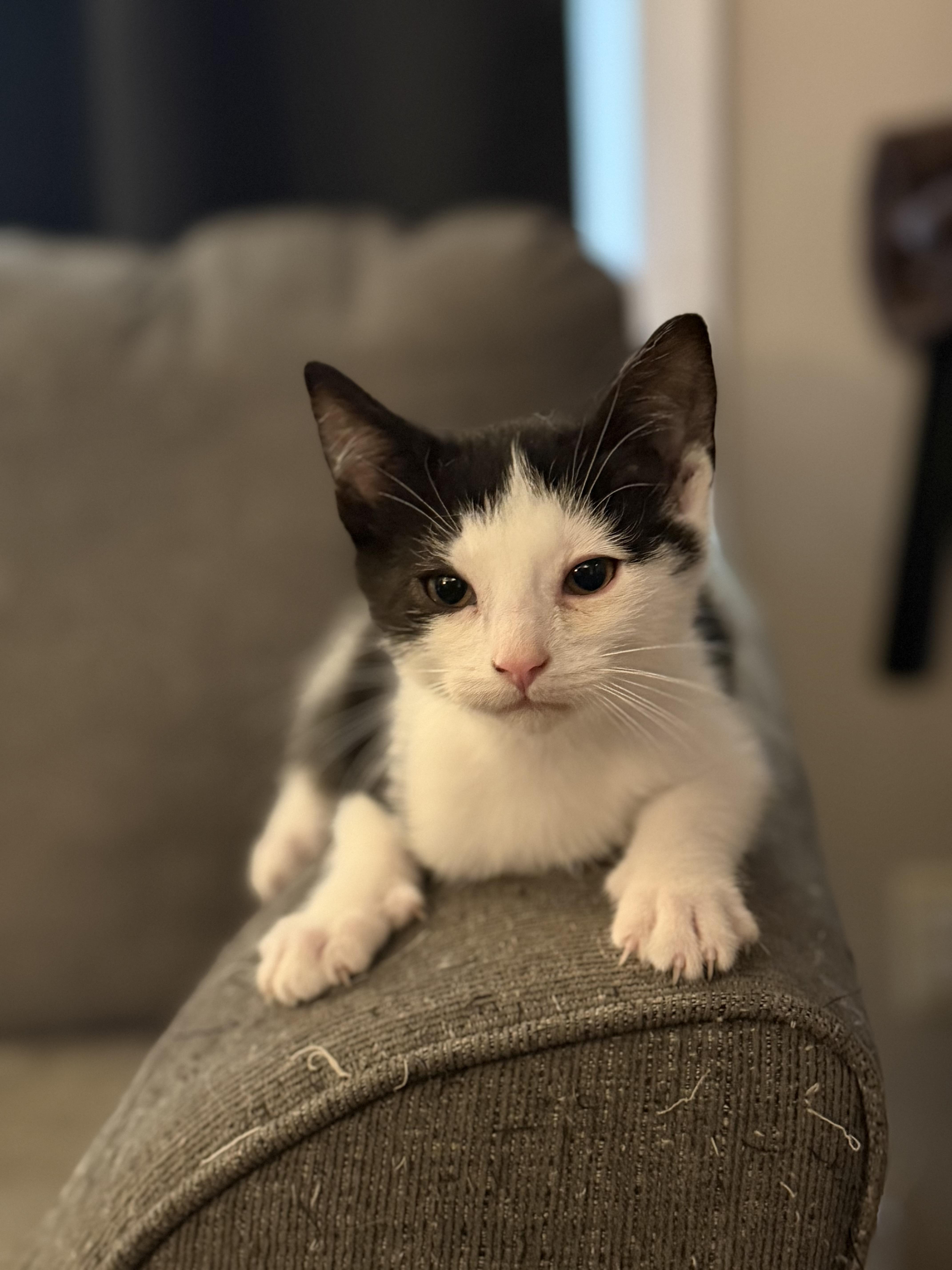 Enlarge Atticus, a Adoptable Domestic Short Hair in Steinbach, MB image 4/5