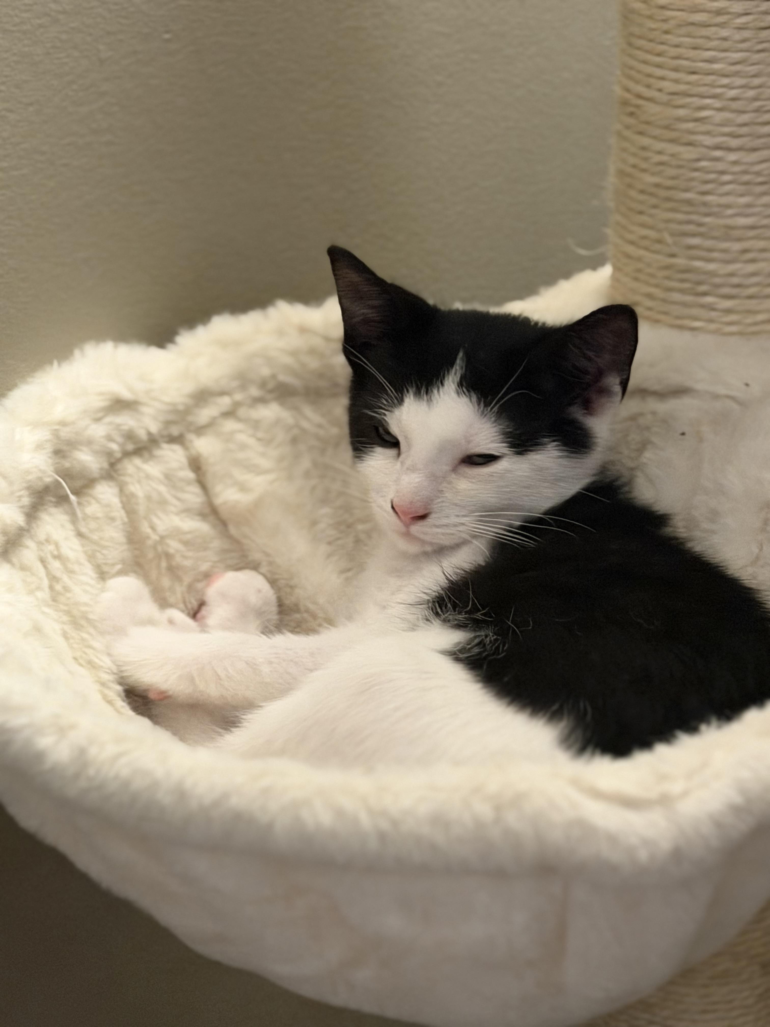 Enlarge Atticus, a Adoptable Domestic Short Hair in Steinbach, MB image 5/5