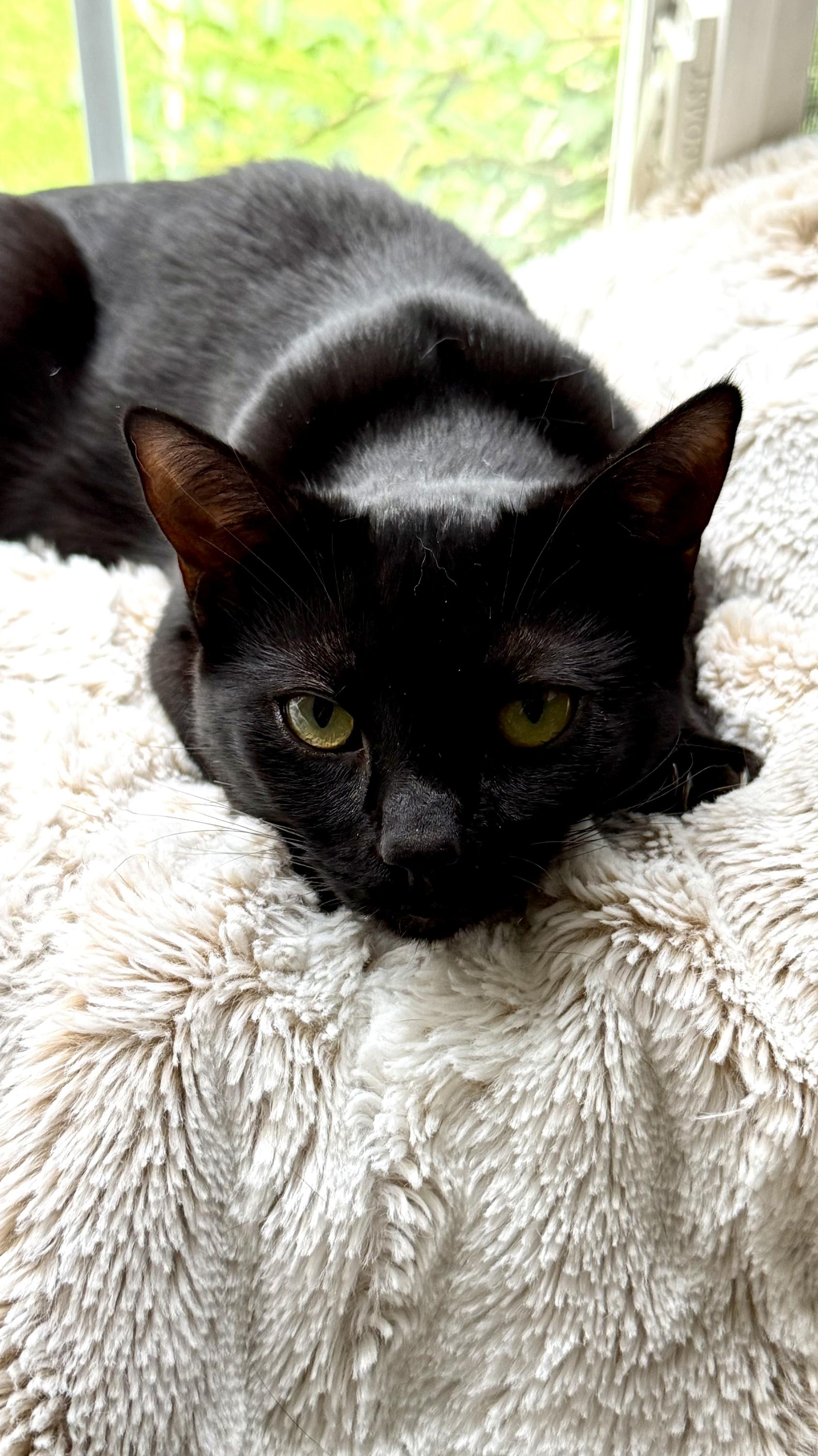 Kurt and Gitta, a ADOPTABLE Domestic Short Hair in Seattle, WA image 6/6