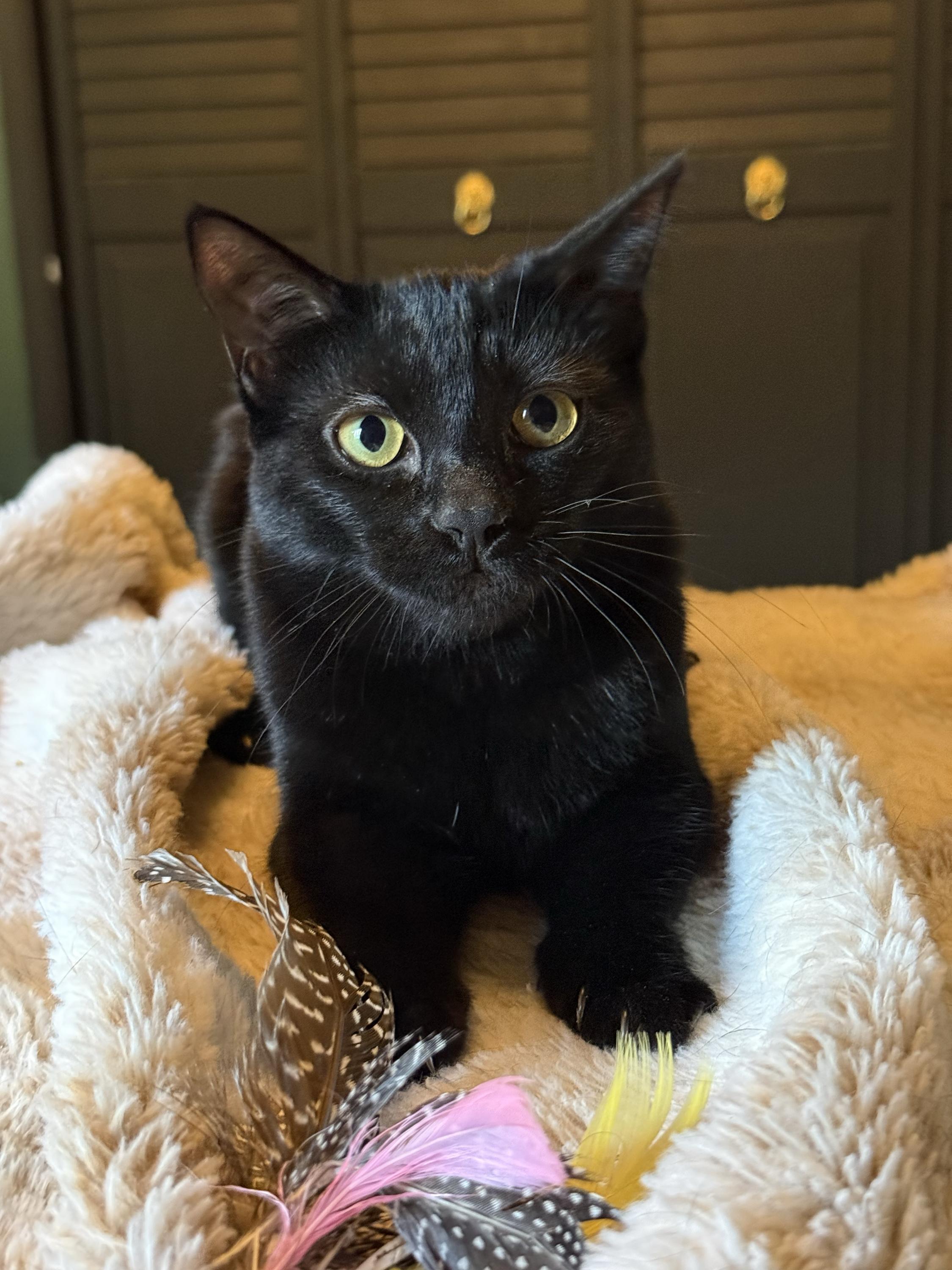 Kurt and Gitta, a ADOPTABLE Domestic Short Hair in Seattle, WA image 5/6
