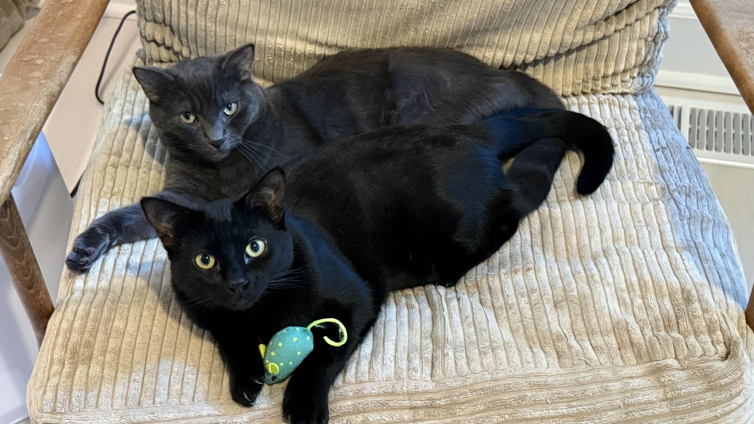 Kurt and Gitta, a ADOPTABLE Domestic Short Hair in Seattle, WA image 1/6