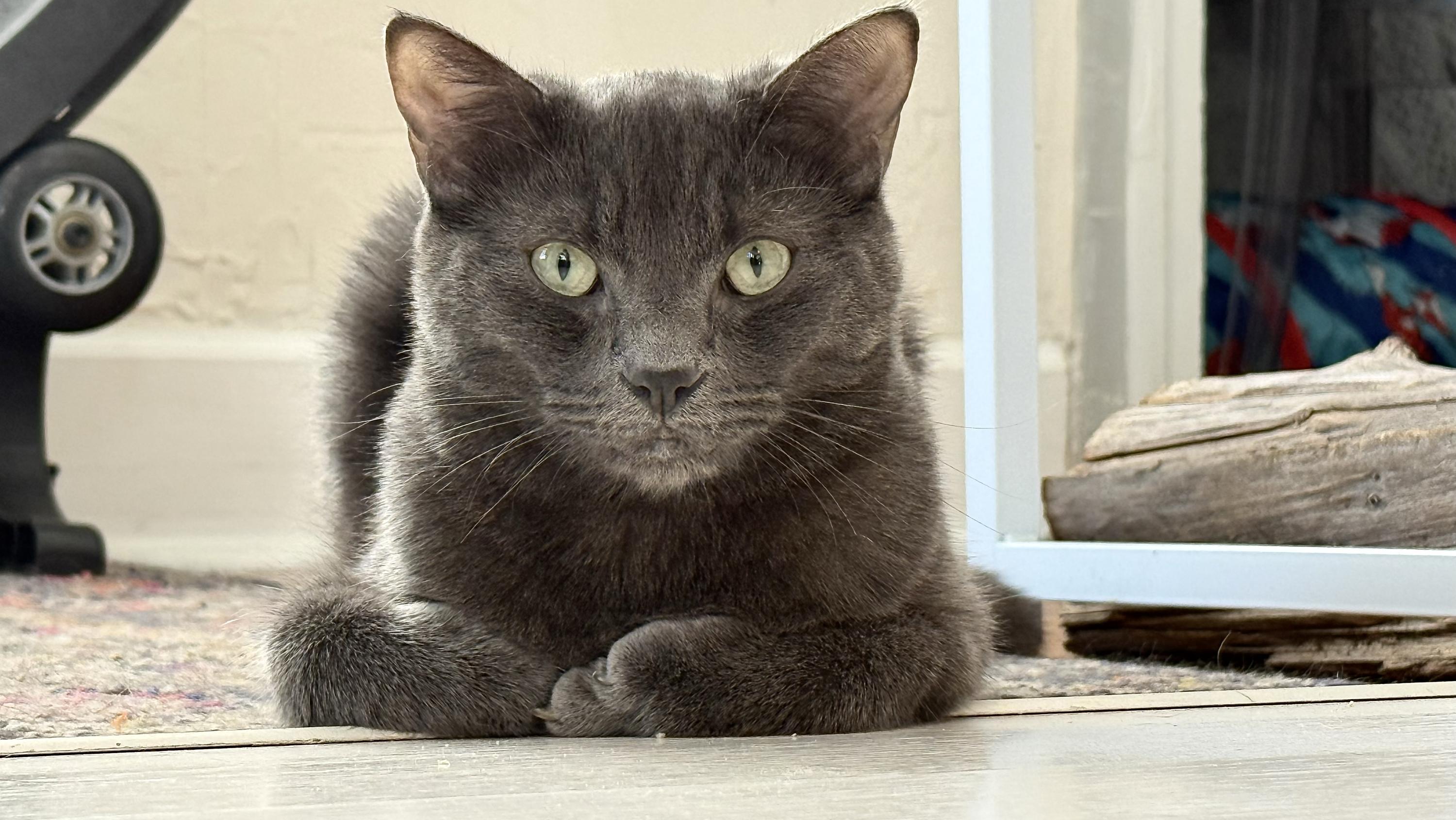 Kurt and Gitta, a ADOPTABLE Domestic Short Hair in Seattle, WA image 3/6