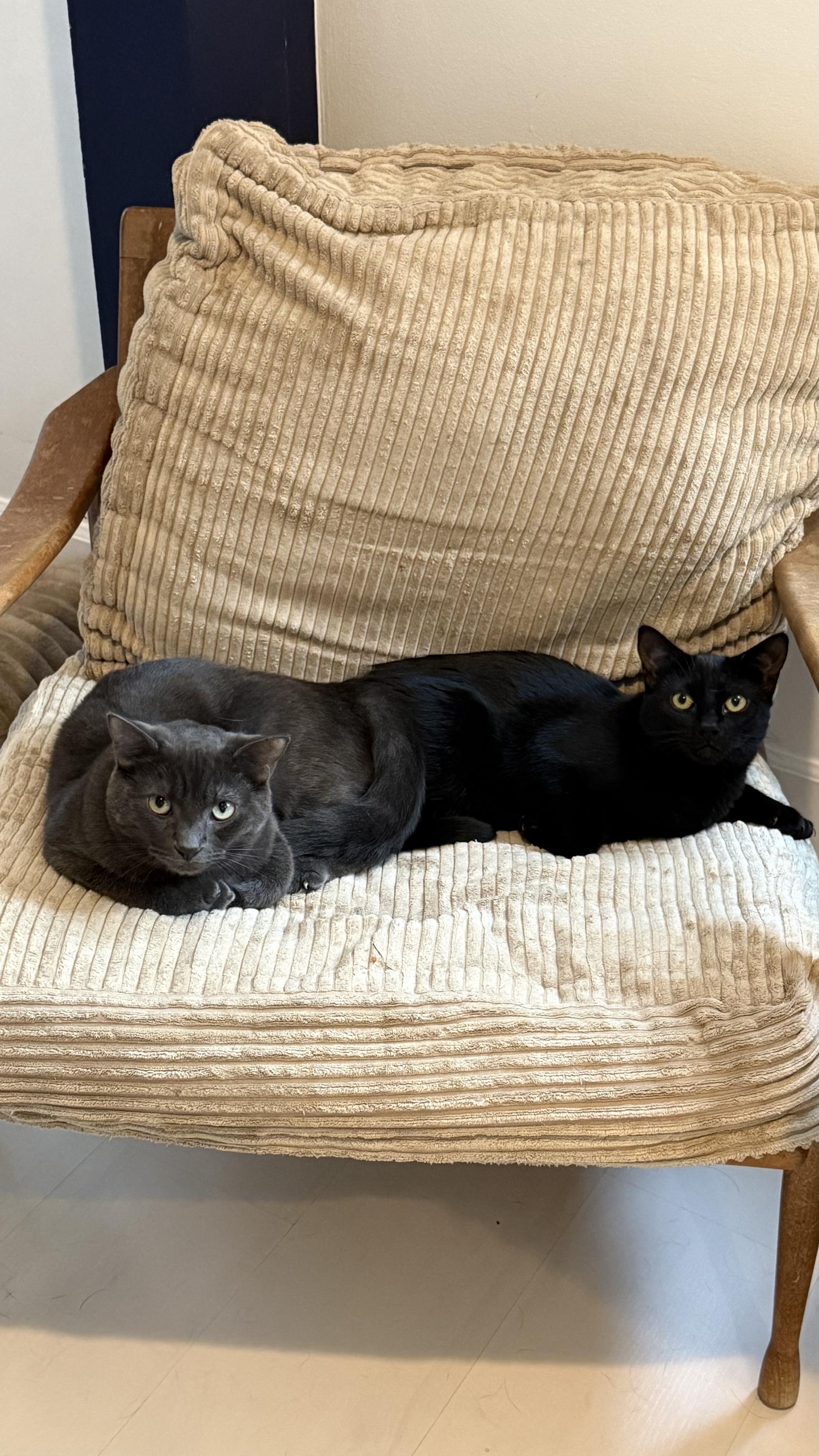 Kurt and Gitta, a ADOPTABLE Domestic Short Hair in Seattle, WA image 2/6