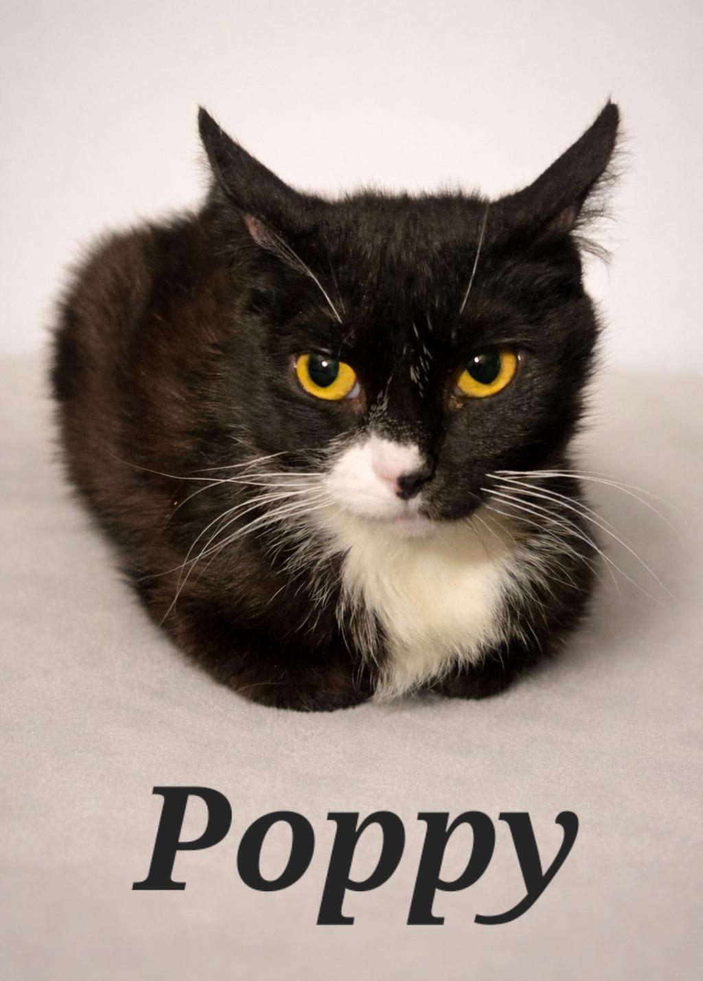 Poppy, ADOPTABLE, Adult Female Tuxedo.