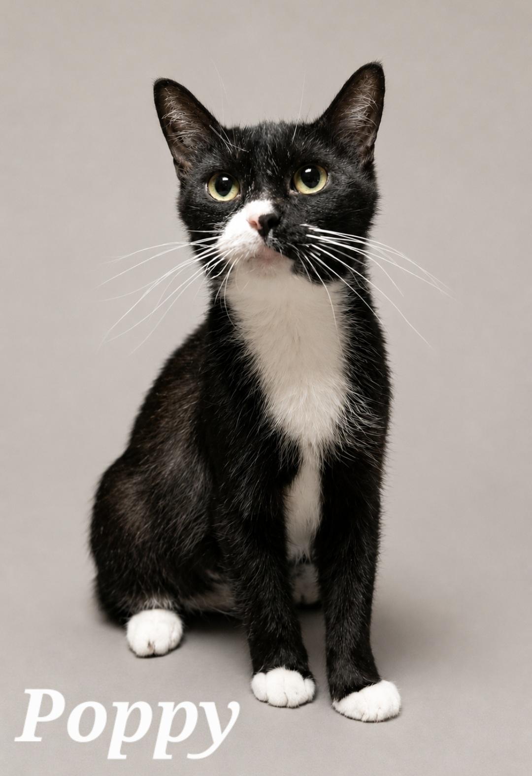 Poppy, adoptable, Adult Female Tuxedo.