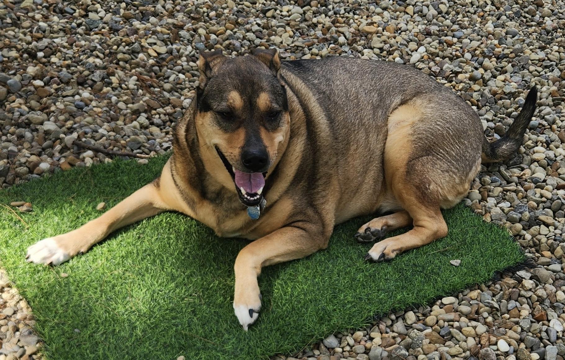 Enlarge Roxy, a Adoptable mixed breed in Cleveland, OH image 4/4