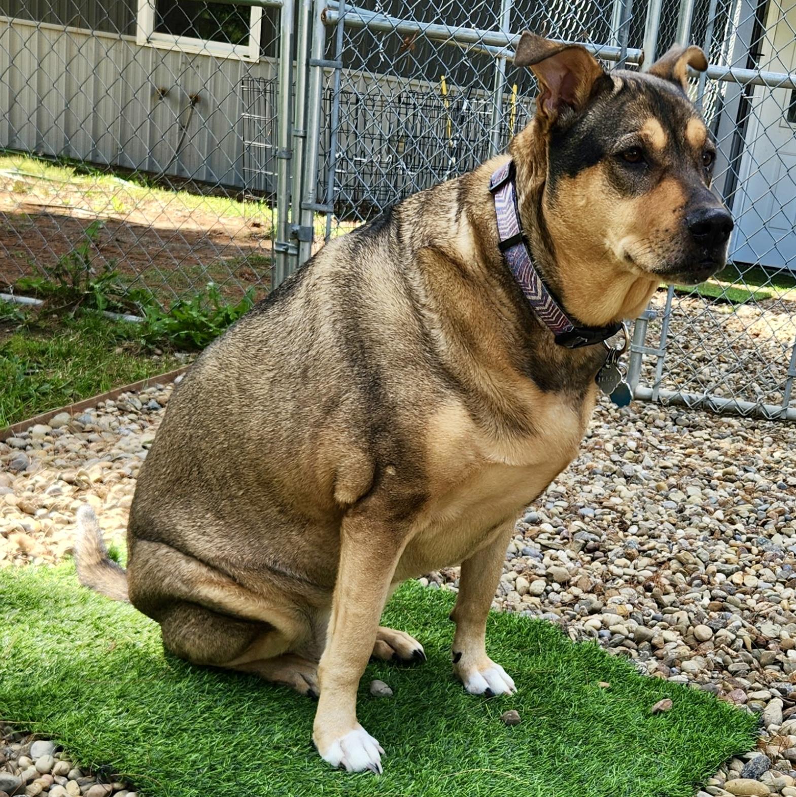 Enlarge Roxy, a Adoptable mixed breed in Cleveland, OH image 2/4