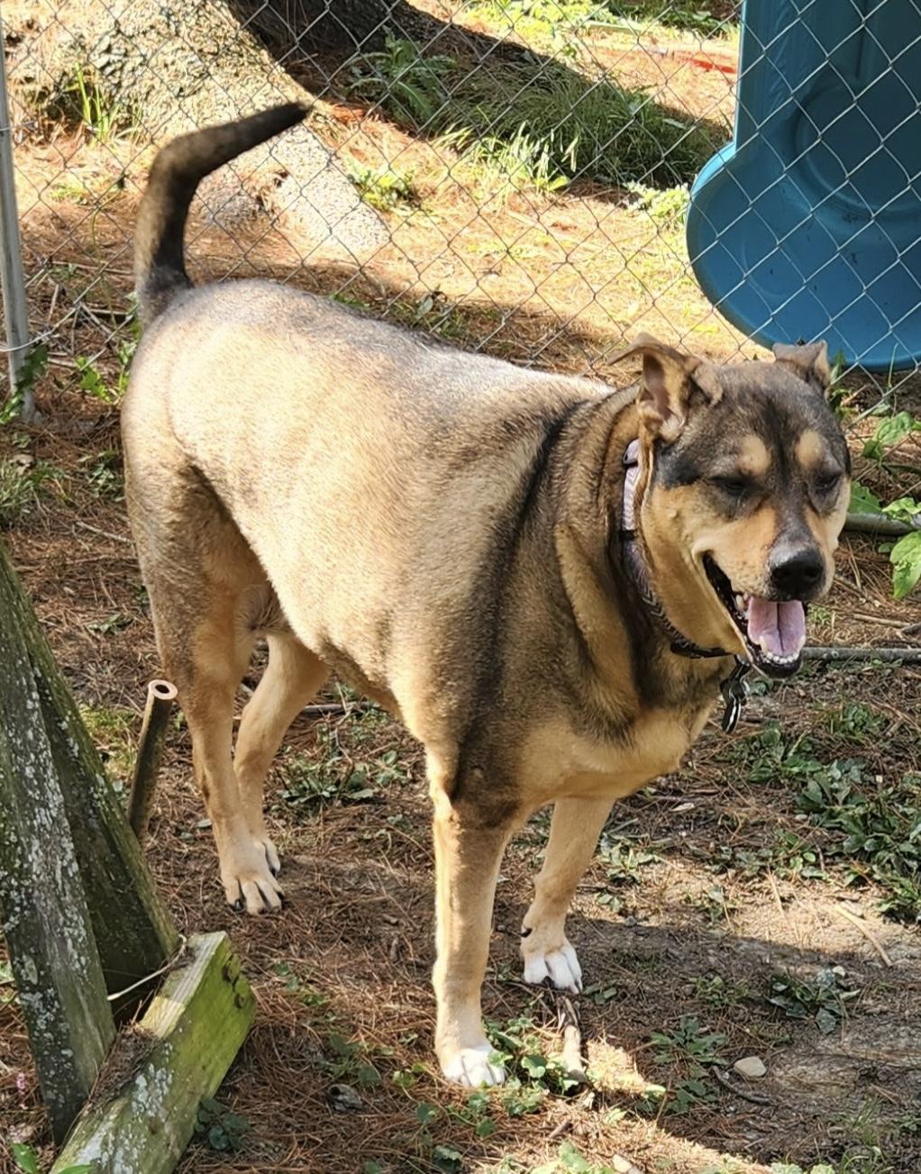 Enlarge Roxy, a Adoptable mixed breed in Cleveland, OH image 3/4