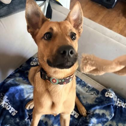 Adelaide, Adoptable, Adult Female Mixed Breed & Mixed Breed.